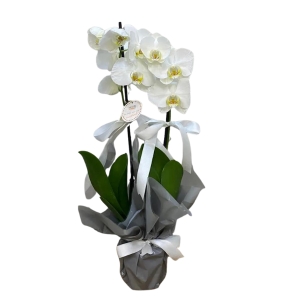 Burdur Çiçekçi - İthal Çift Dal Beyaz Orkide Aranjmanı