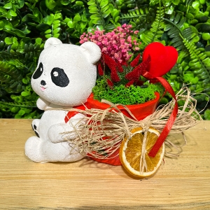  Burdur Çiçekçiler - Panda Saksı Canlı Sukulent Aranjmanı