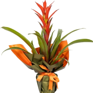  Burdur Çiçekçiler - Guzmanya - Guzmania Çiçeği