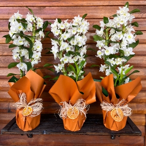  Burdur Çiçek Gönder - Dentrobium-Bambu Orkide