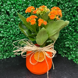 Burdur Çiçek Siparişi - Kutulu Ayıcık Canlı Papatyalar Ve Gül